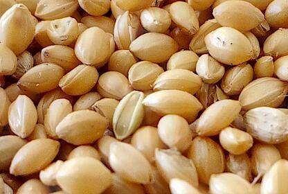 From ear of wheat to wheat berries