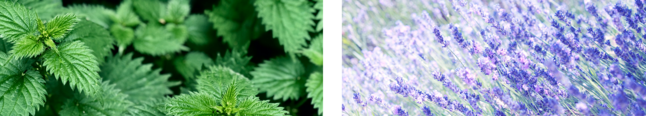 plantes et fleurs sauvages