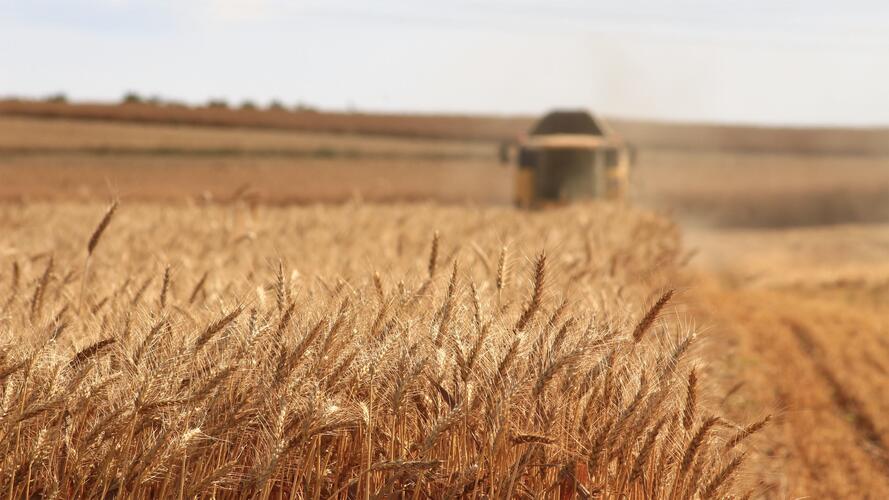 A tractor in a field, intensive farming 