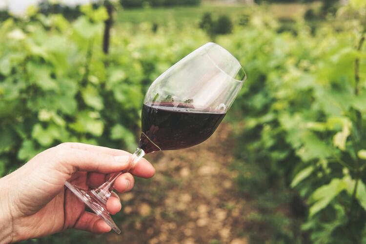  Un verre de vin rouge dans un vigne