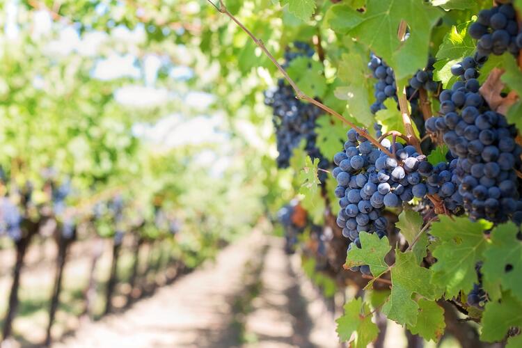 Des grappes de raisin dans les vignes pour la fabrication du vin rouge 