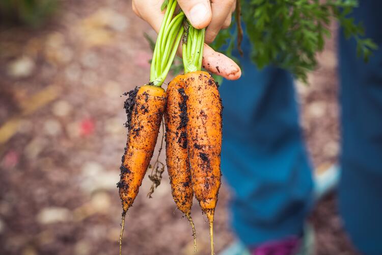 Carrots fresh from the garden