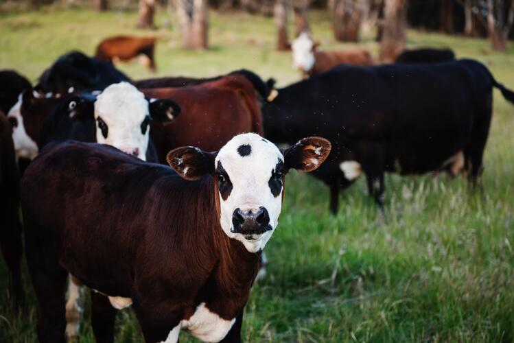 Mucche in allevamenti certificati