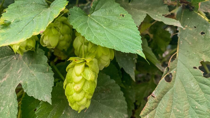 La planta de lúpulo, uno de los principales ingredientes de la IPA.