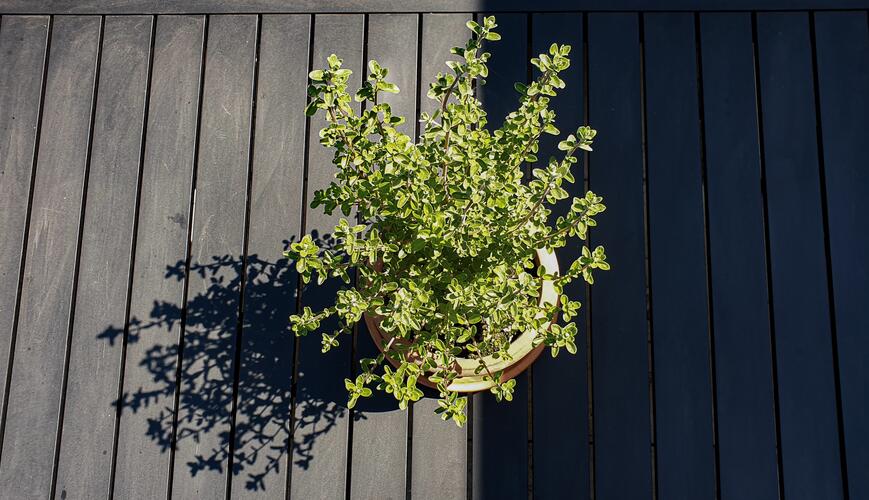Un pot d’origan frais sur un balcon en bois, une herbe aromatique à portée de main