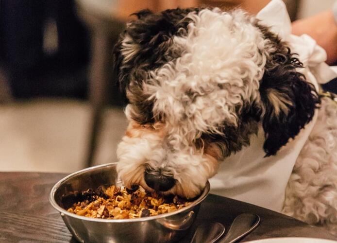 Gaucho dog
