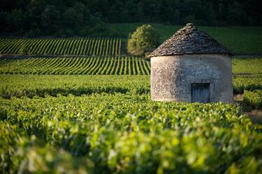 Les Vins de Bourgogne soutiennent "Retournons au Restaurant"