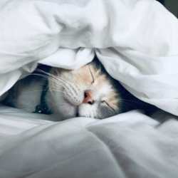 World Sleep Day, i trucchi alimentari per dormire meglio